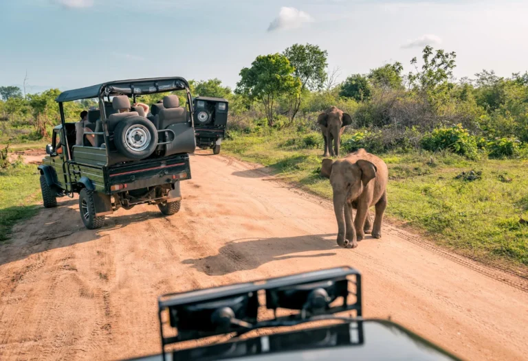 Mikumi National Park safari landscape