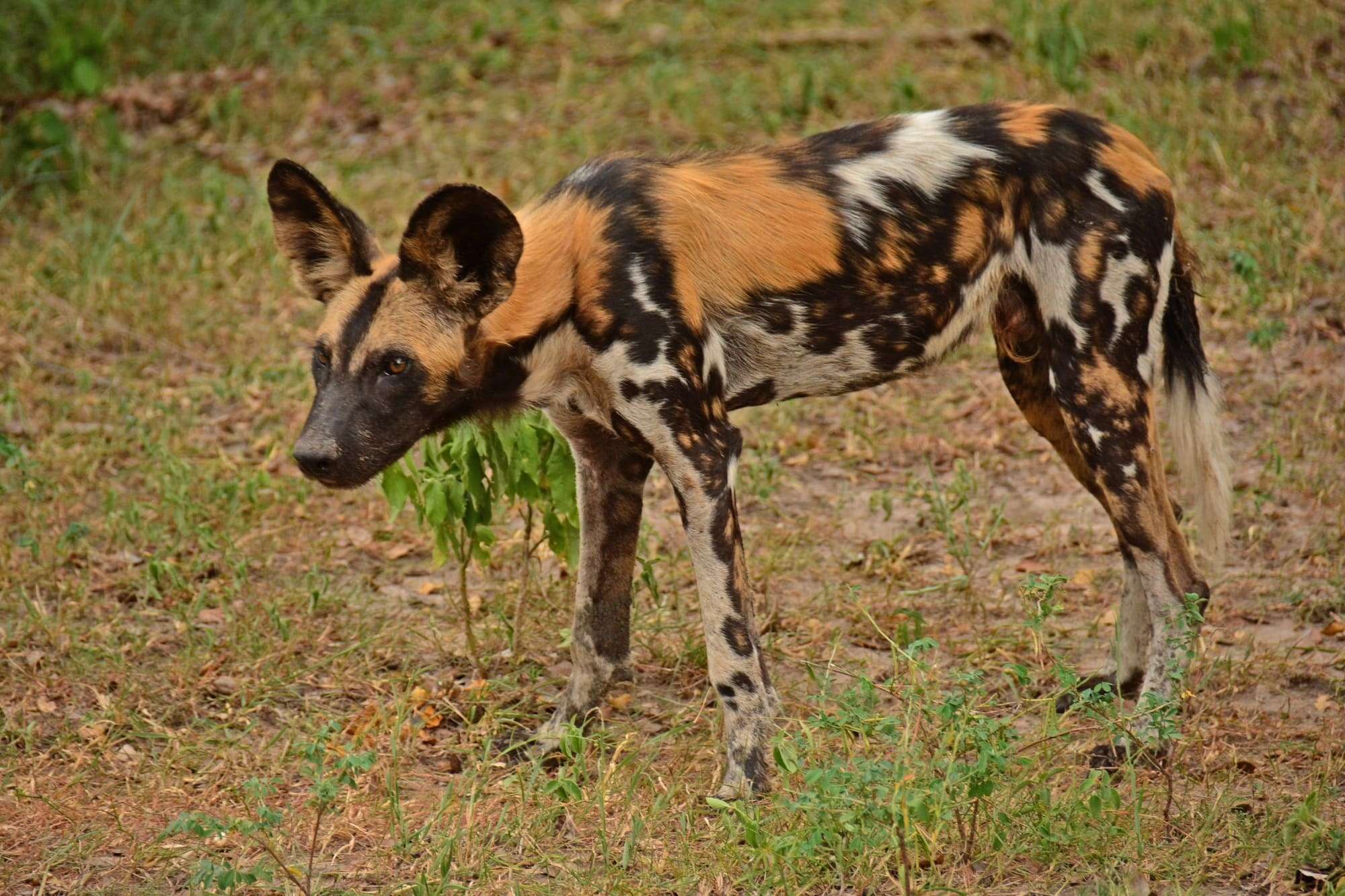 Wild dogs in Nyerere National Park