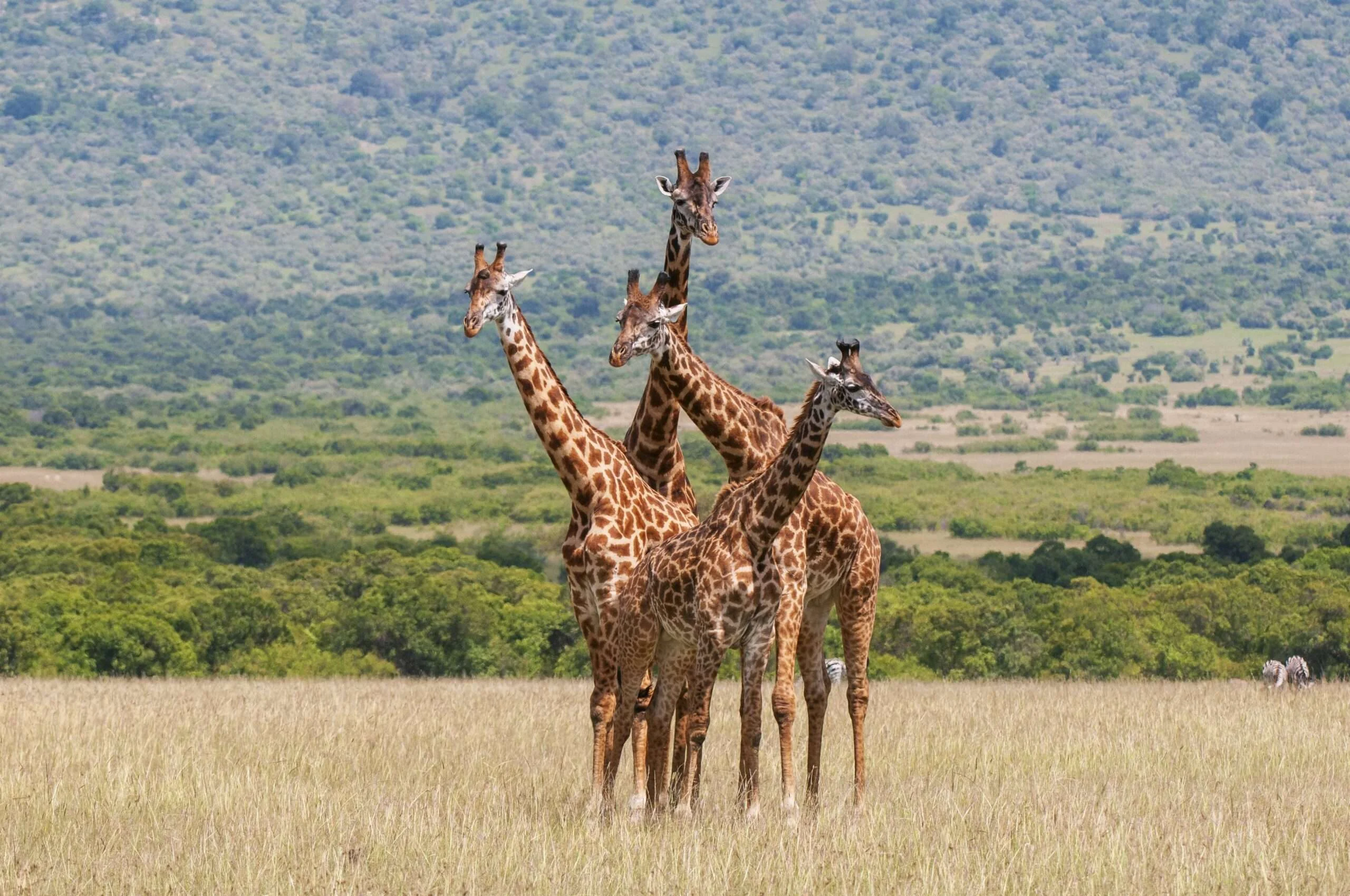 Giraffes across a Tanzania savanna