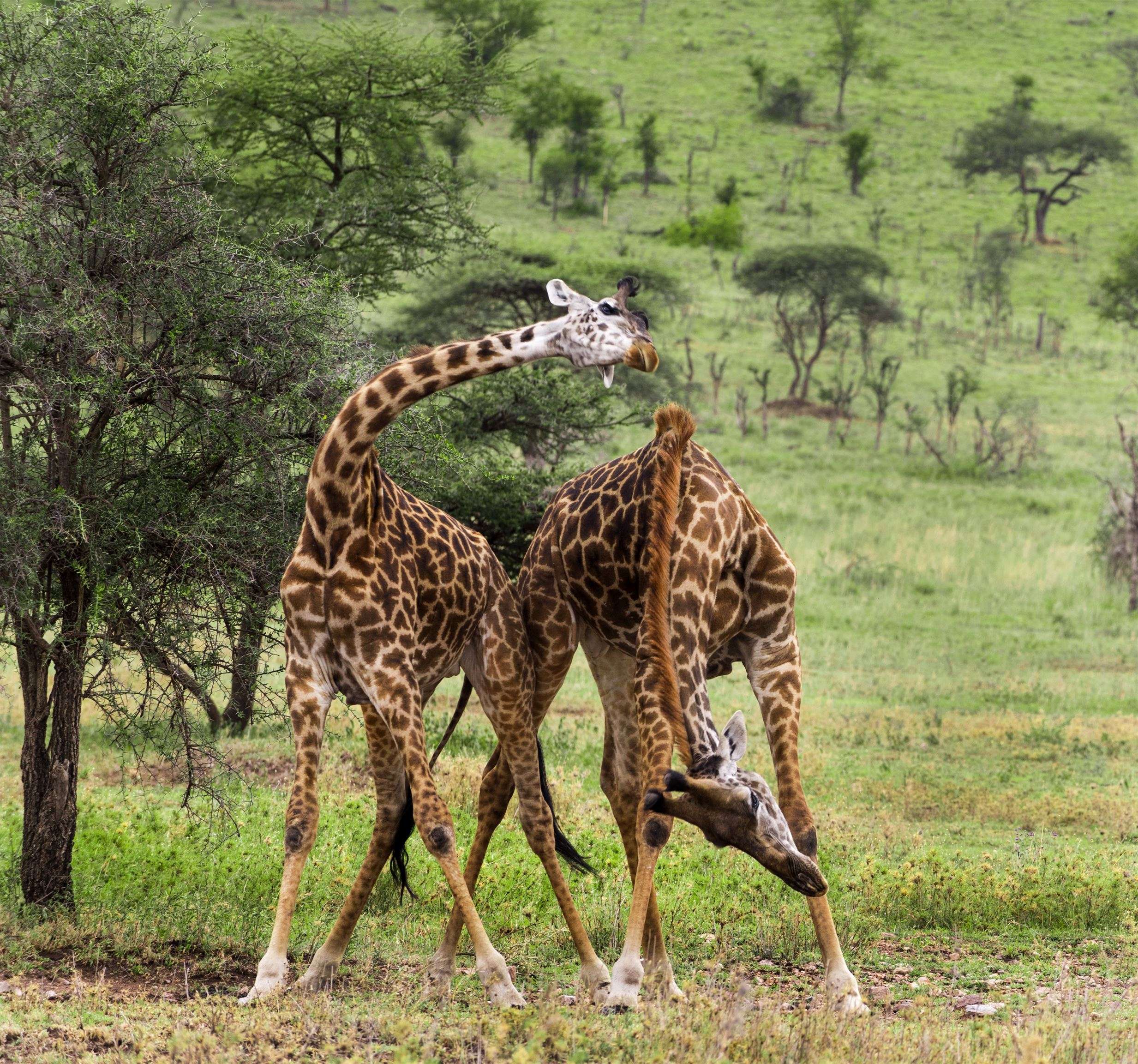 Herd of giraffe, Serengeti, Tanzania, Africa