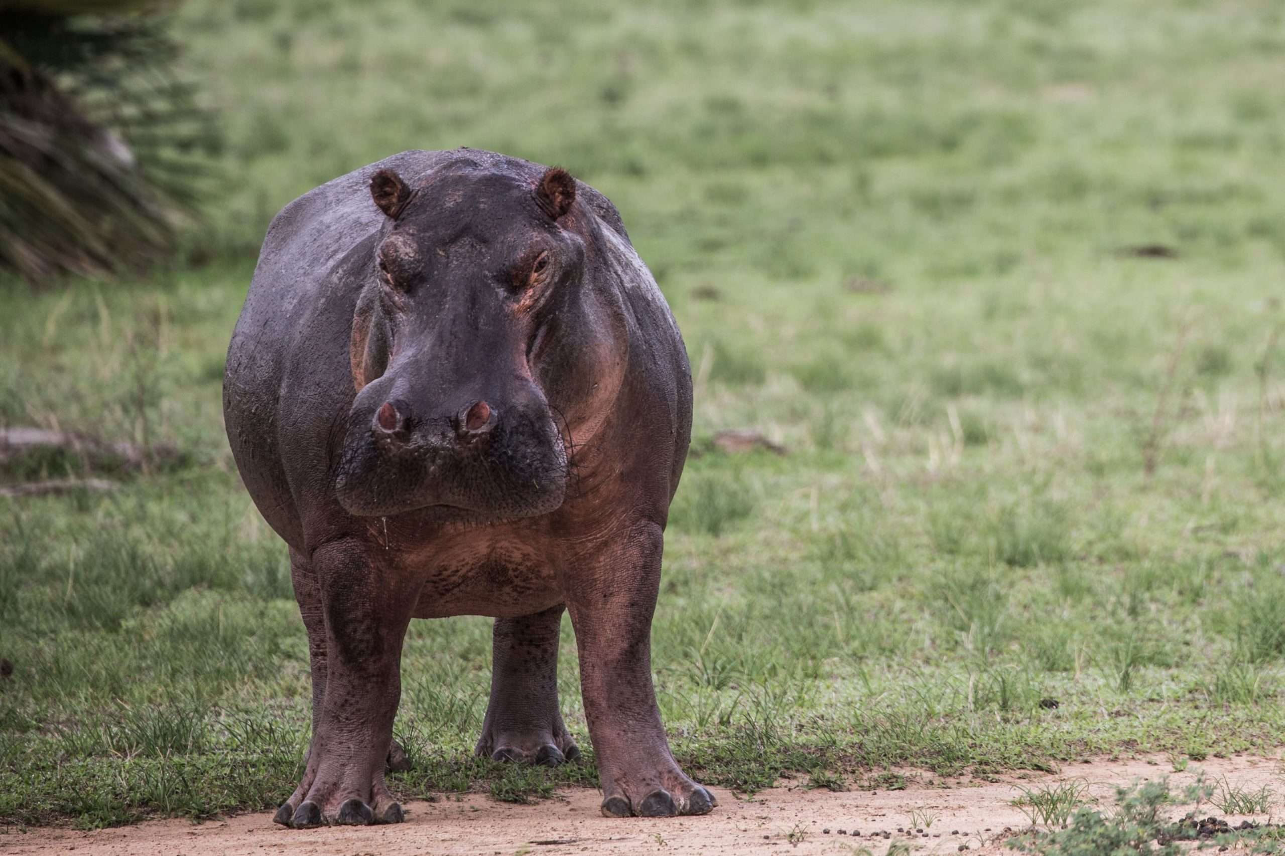 Hippo in Nyerere National Park