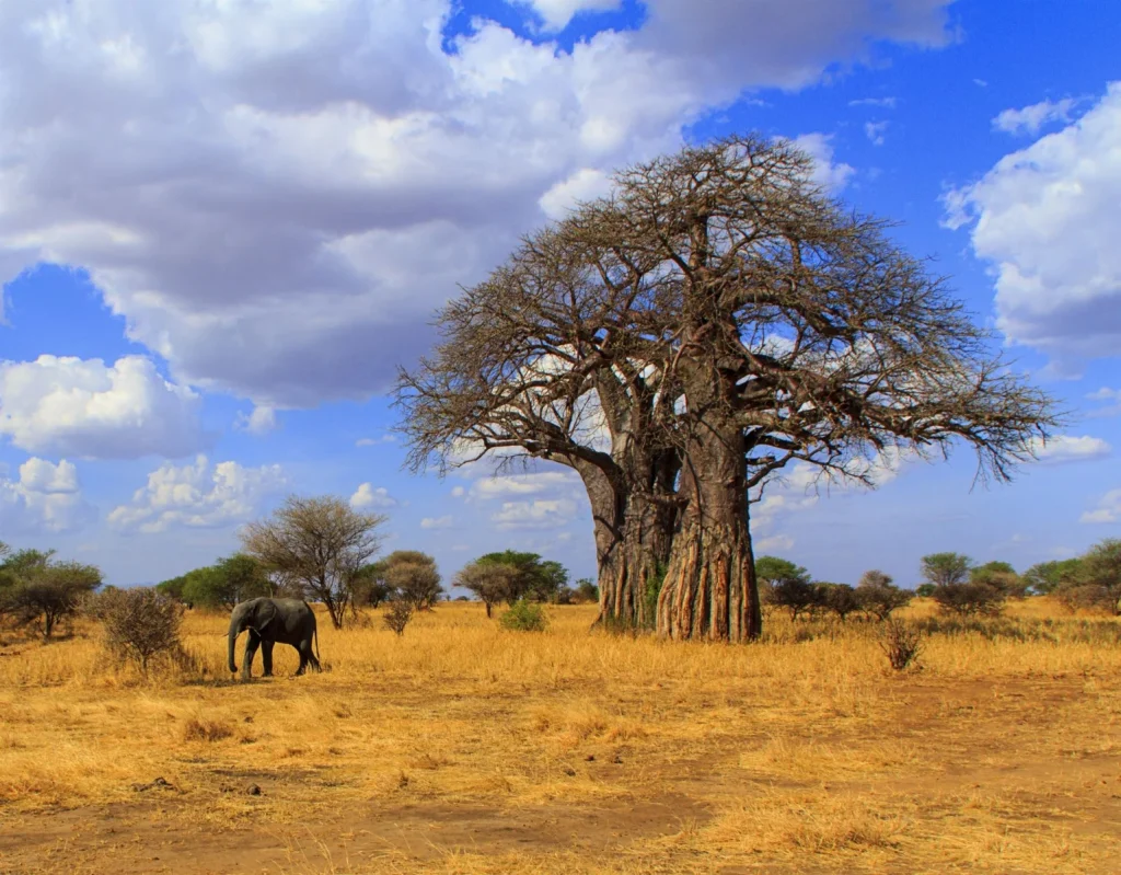 SAF-01 Tanzania adventure view